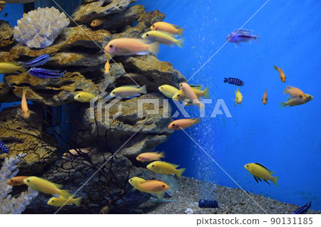 Small bright African fish Labidochromis caeruleus. 90131185