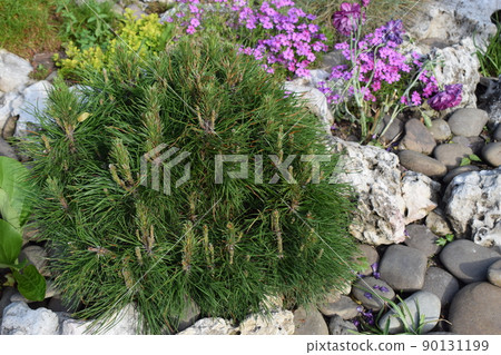 Slow growing conifer - perennial ornamental plant for landscape design of park or garden 90131199