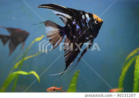 Koi Angelfish (Pterophyllum scalare) in tank fish with blurred background 90131207