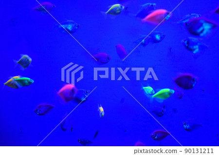 Many small bright cortical fishes in pure blue water swim chaotic Many small bright cortical fishes in pure blue water swim chaotic 90131211