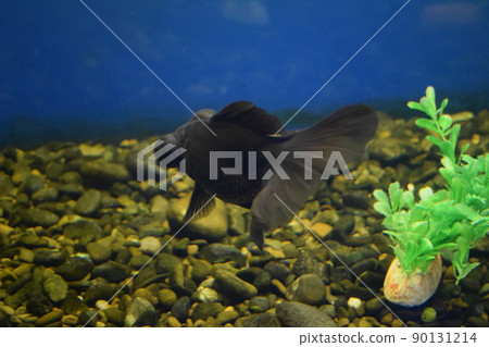 Carassius gibelio forma auratus, Goldfish black telescope. Carassius gibelio forma auratus, Goldfish black telescope. 90131214