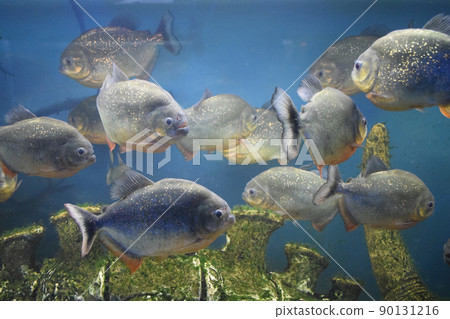 The red-bellied piranha, the red piranha (Pygocentrus nattereri) 90131216