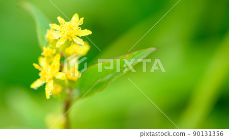 Akinokirinsou Flower "Early Morning Plateau Plant Landscape" (Autumn) Mt. Aso 90131356