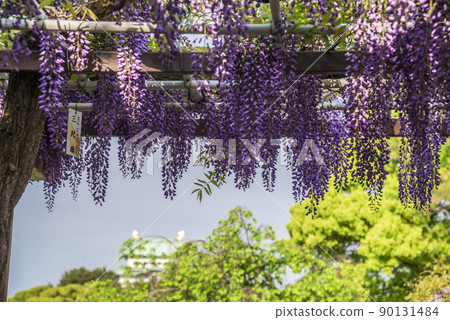 《Aichi Prefecture》 Nagoya Castle and Wisteria 《Aichi Prefecture》 Nagoya Castle and Wisteria 90131484