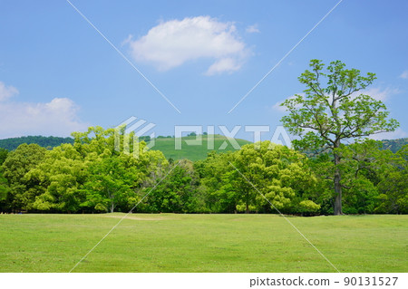 5月,奈良公園,飛日野綠化 5月,奈良公園,飛日野綠化 90131527