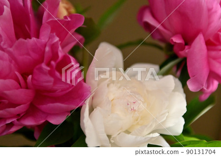 Beautiful and beautifully blooming peony flowers 90131704