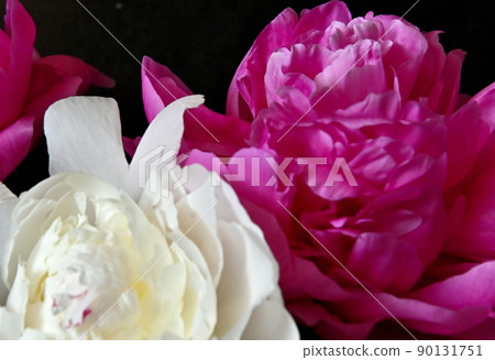 美麗而美麗的牡丹花 90131751