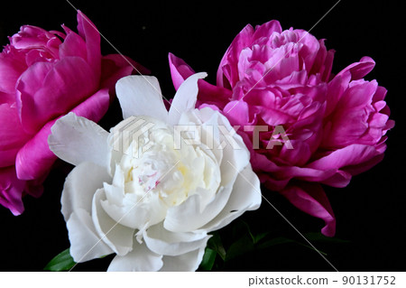 美麗而美麗的牡丹花 90131752