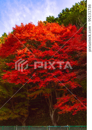 Autumn leaves on the Oku Hiei Driveway at Enryakuji Temple on Mt. Hiei Autumn leaves on the Oku Hiei Driveway at Enryakuji Temple on Mt. Hiei 90131786