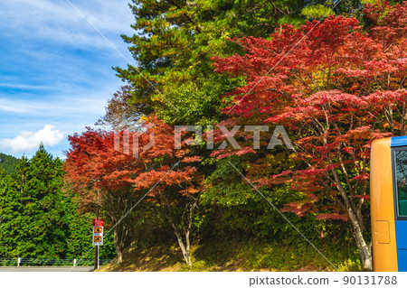 Autumn leaves of Oku Hiei Driveway Yokogawa parking lot of Hieizan Enryakuji Temple 90131788