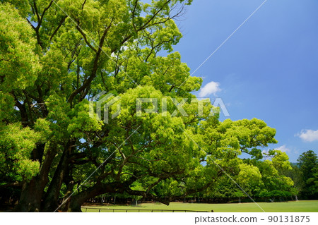 5月的巨型樟樹，奈良公園，飛日野 90131875