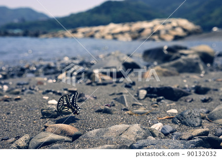 Butterfly coast 90132032