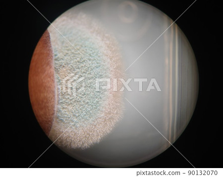 食物中的藍色黴菌 食物中的藍色黴菌 90132070