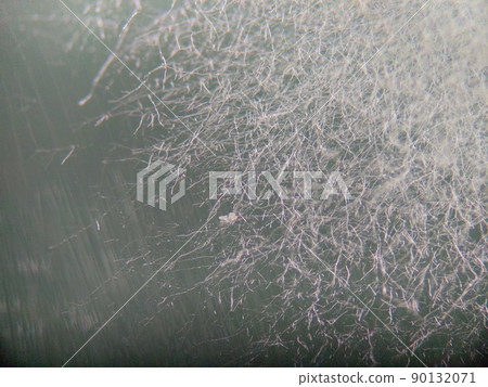 在蓬鬆時長出孢子的黴菌 90132071