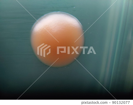 Glossy red colony 90132077