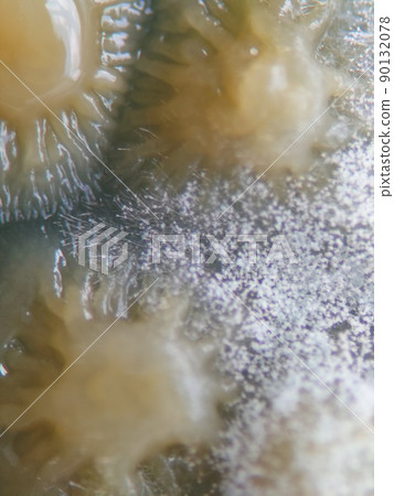 Offense and defense of mold and bacteria 90132078