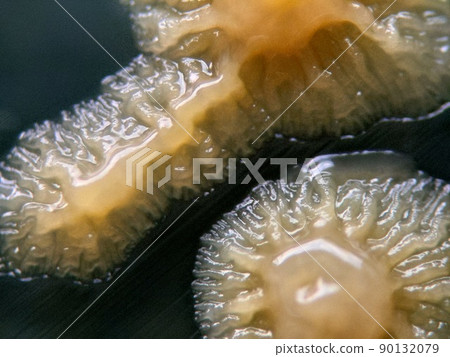 Colony with many folds 90132079