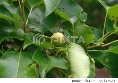 Pear young fruit 90132083