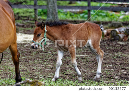 Foley horse of Kiso horse 90132377