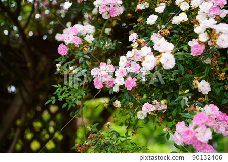 開花在庭院裡的羅斯花 開花在庭院裡的羅斯花 90132406