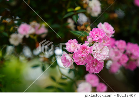 開花在庭院裡的羅斯花 開花在庭院裡的羅斯花 90132407