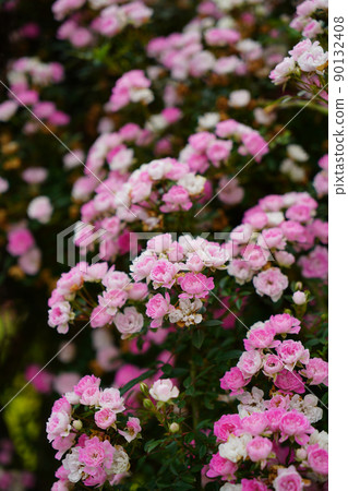 開花在庭院裡的羅斯花 90132408