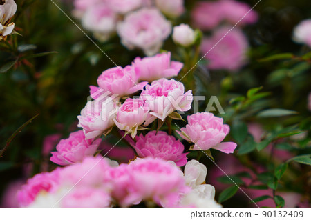 開花在庭院裡的羅斯花 開花在庭院裡的羅斯花 90132409