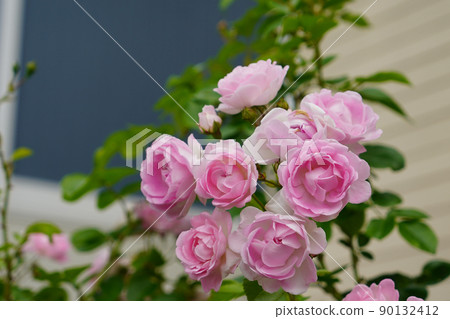 Rose flowers blooming in the garden Rose flowers blooming in the garden 90132412