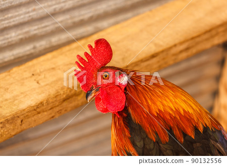 Rooster crowing in the morning colors. 90132556