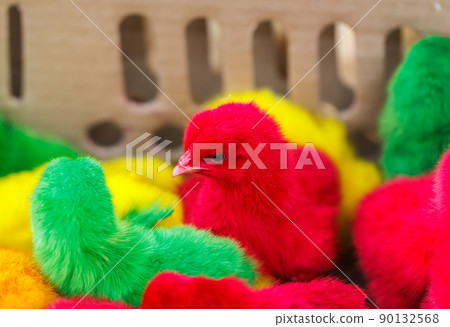 Chickens dyed red color Chickens dyed red color 90132568