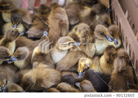 Brown duckling Brown duckling 90132605