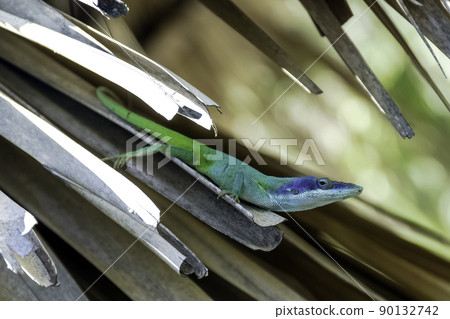 Allison's Anole (Anolis allisoni) 90132742