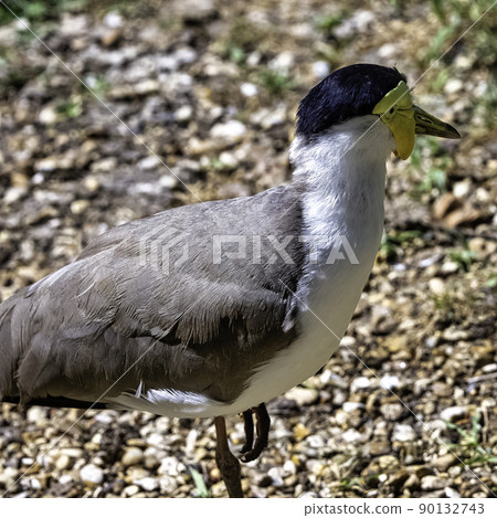 Vanellus miles known as masked lapwing 90132743
