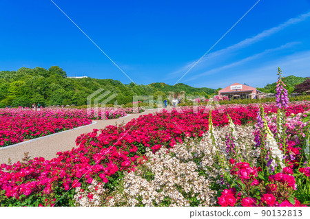 Gifu World Rose Garden, roses in full bloom <Kani City, Gifu Prefecture> 90132813