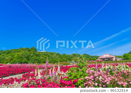 Gifu World Rose Garden, roses in full bloom <Kani City, Gifu Prefecture> Gifu World Rose Garden, roses in full bloom <Kani City, Gifu Prefecture> 90132814