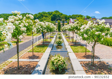 Gifu World Rose Garden, roses in full bloom <Kani City, Gifu Prefecture> 90132832