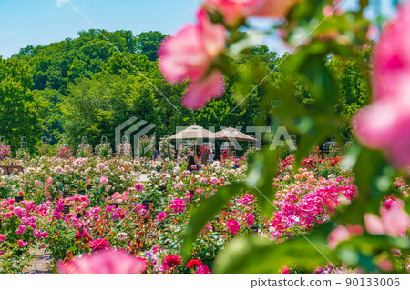 Gifu World Rose Garden, roses in full bloom <Kani City, Gifu Prefecture> Gifu World Rose Garden, roses in full bloom <Kani City, Gifu Prefecture> 90133006