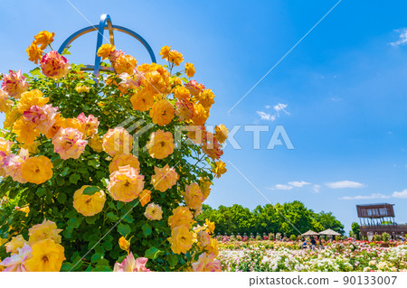 Gifu World Rose Garden, roses in full bloom <Kani City, Gifu Prefecture> 90133007