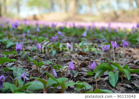 [新潟縣妙高市]觀音平古墳中的赤蘚菌群落妙高飛騨之鄉 90133048