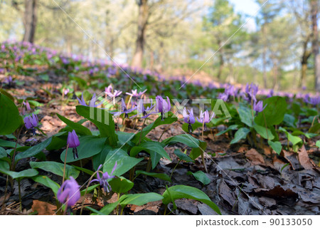 [Myoko City, Niigata Prefecture] Myoko Hidarekishinosato, a colony of erythronium erythronium in the Kannondaira burial mounds 90133050