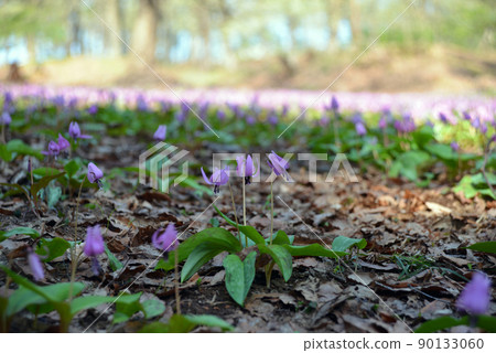 [新潟縣妙高市]觀音平古墳中的赤蘚菌群落妙高飛騨之鄉 90133060