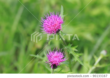 紫薊 90133167