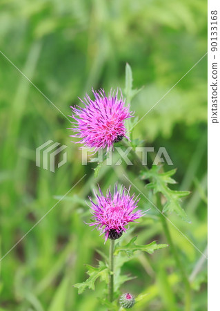 紫薊 90133168