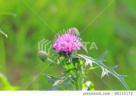 Purple thistle 90133172