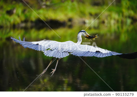 Gray heron Gray heron 90133279