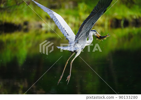 Gray heron Gray heron 90133280