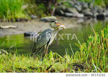 Gray heron Gray heron 90133282