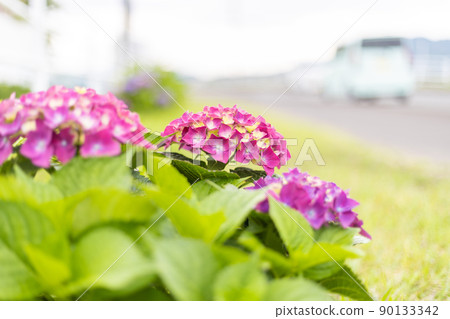 汽車行駛的路邊盛開的繡球花 90133342