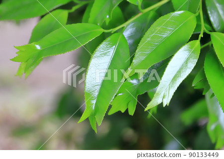Young leaves of goldfish camellia with three split leaf tips Young leaves of goldfish camellia with three split leaf tips 90133449