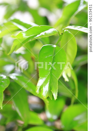 三裂葉尖金魚山茶幼葉 三裂葉尖金魚山茶幼葉 90133451